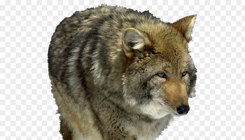 This Wolf Saarloos Wolfdog Coyote Czechoslovakian Kunming Jackal PNG