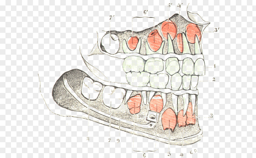 Design Finger Tooth Jaw PNG