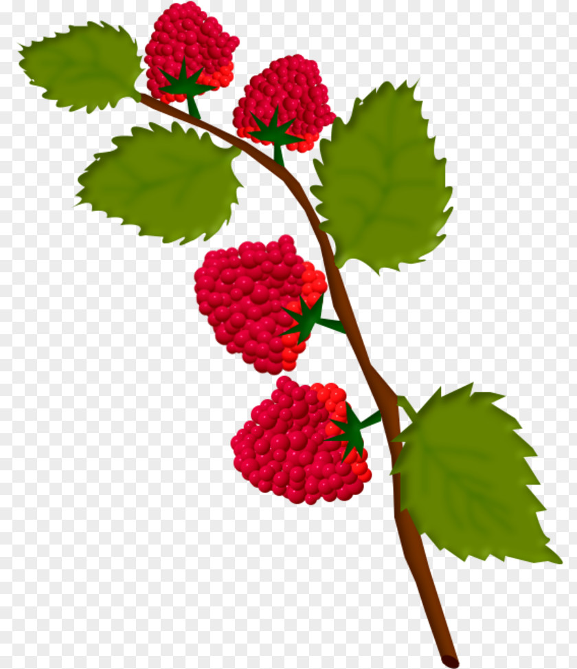 Kiwi Fruit Raspberry Strawberry Drawing PNG