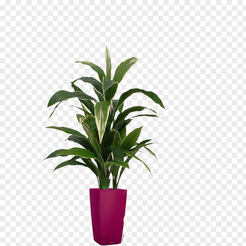 Leaf Flowerpot Houseplant Tree Dracaena PNG