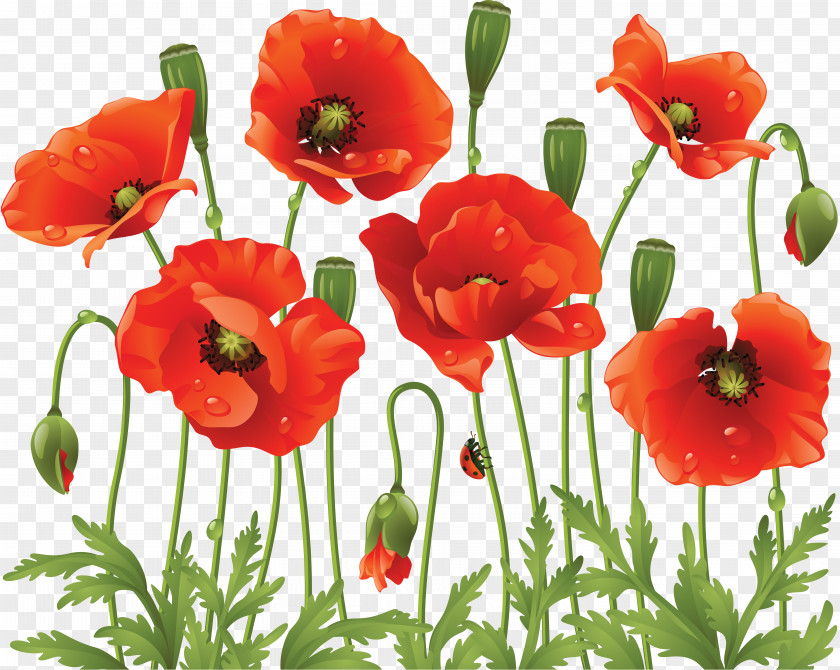 Poppy Common Flower Clip Art PNG