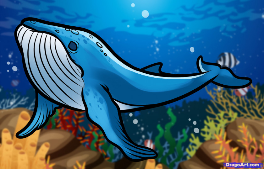 Whale Humpback Drawing Blue Killer PNG