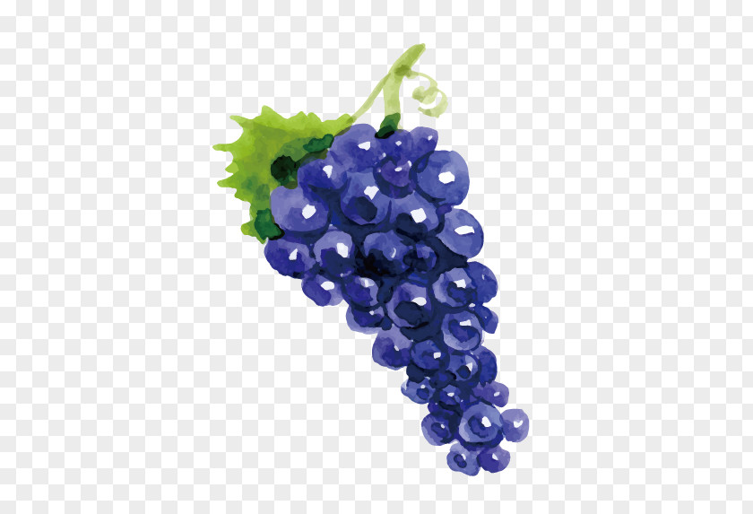 Drawing Vector Grapes Grape Wine Fruit PNG
