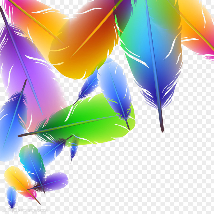 Feather Color Euclidean Vector Illustration PNG