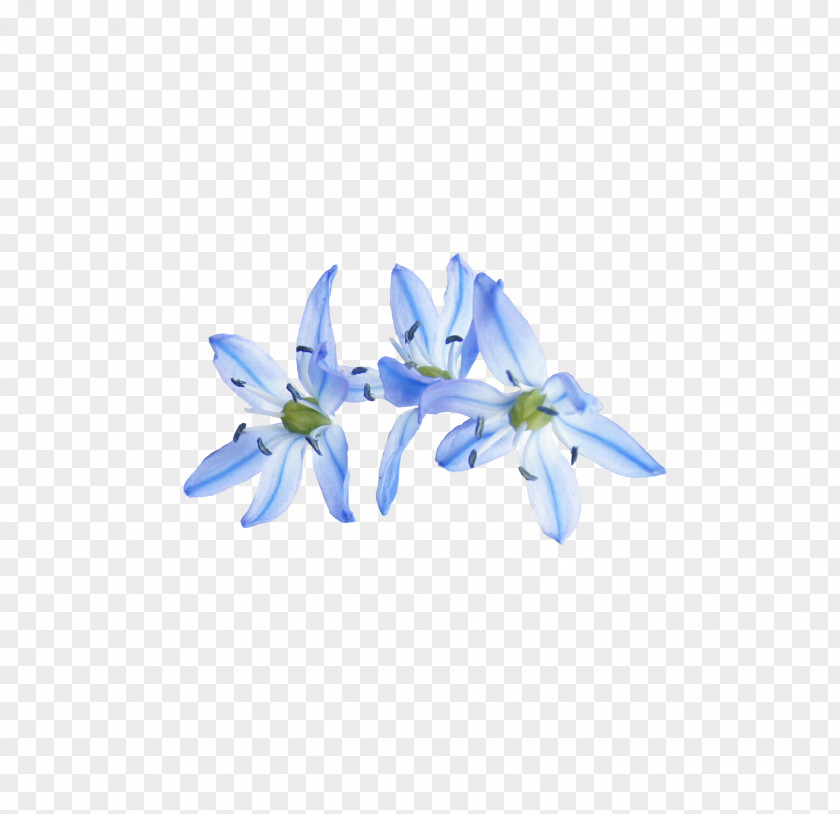 Flower Collage Petal Cut Flowers Bellflowers PNG