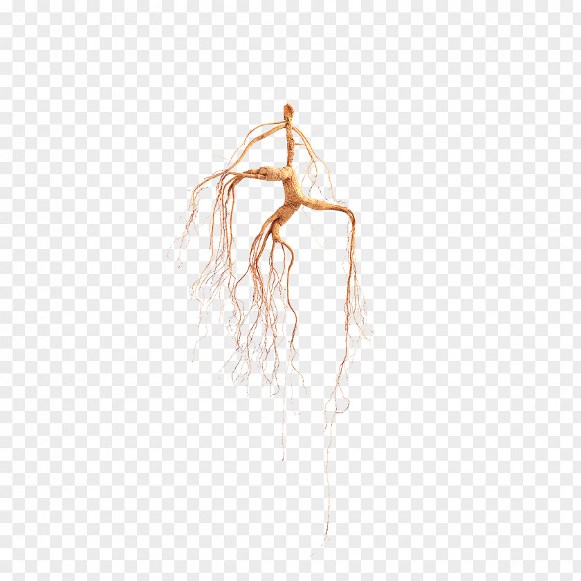 Ginseng Free Material Figure Drawing Hand PNG