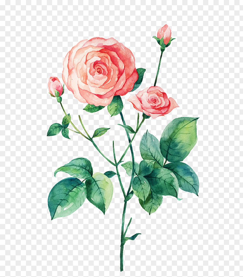 Hand-painted Background Pattern Rose Women Beach Rosa Chinensis Flower Illustration PNG