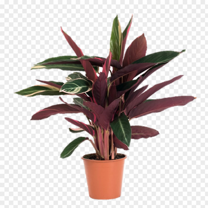 House Plant Maranta Leuconeura Calathea Ornata Houseplant Plants Zebrina PNG