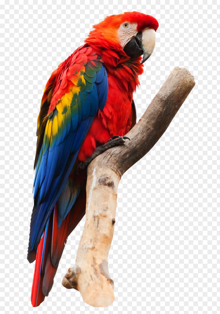 Macaw Parrot Bird Pet Painting PNG