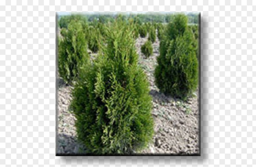 Thuja Spruce Juniper Larch Arborvitae Evergreen PNG