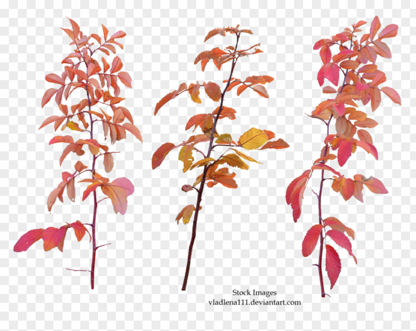 Autumn Branches Twig Leaf Branch Tree PNG
