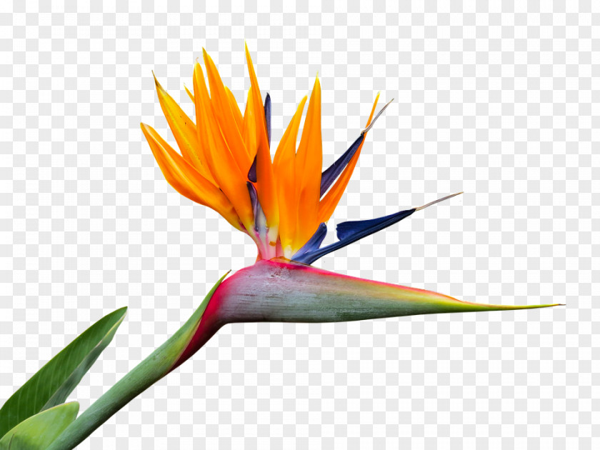 Birds Of Paradise Flower Bird Strelitzia Nicolai Bird-of-paradise PNG