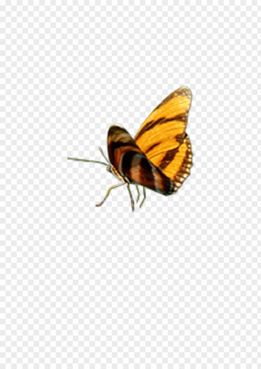 Butterfly Moth Insect Nymphalidae PNG