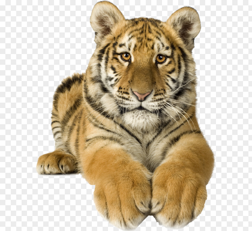 Cat Bengal Tiger Royalty-free Siberian PNG