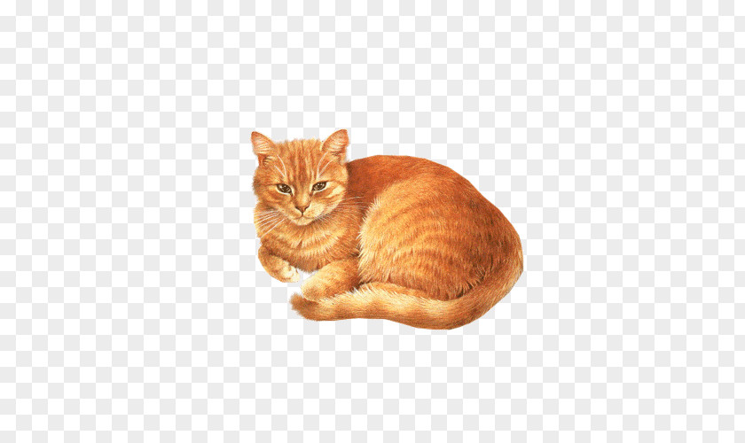 Orange Cat Tummy Birman Abyssinian Kitten Dog Clip Art PNG