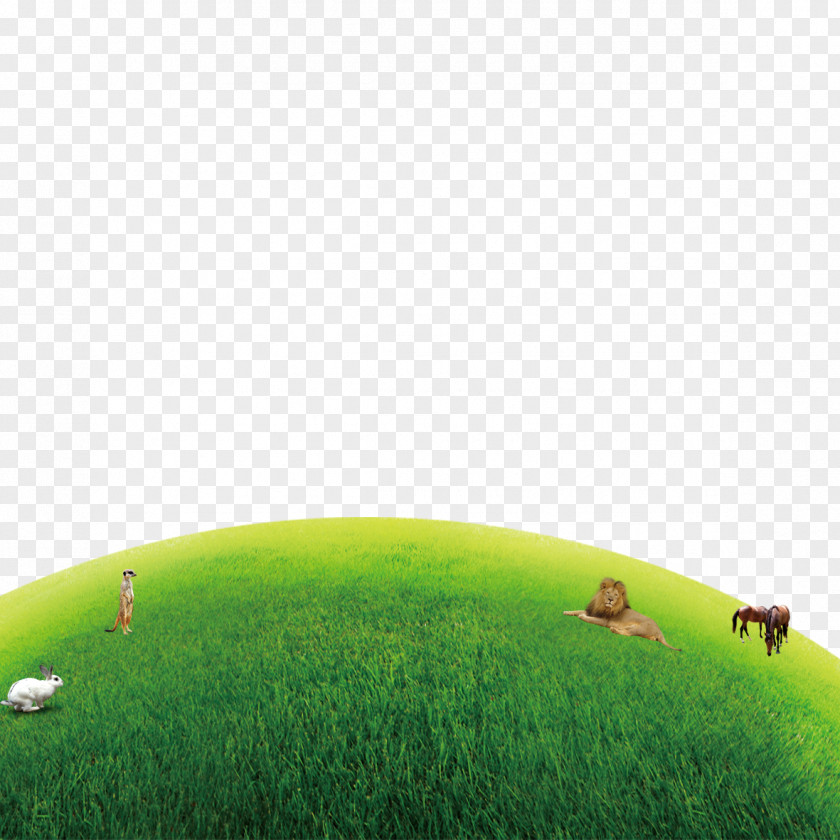 The Natural Green Grass Lawn Nature Grassland Wallpaper PNG