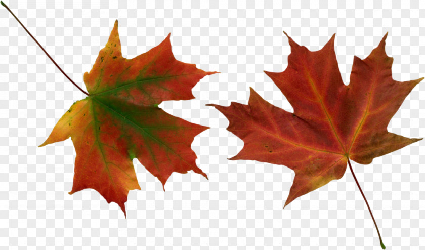 Winterreise Die Schöne Müllerin Maple Leaf PNG