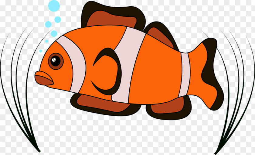 Baby Fishes Aquarium Image Vector Graphics Clown Saltwater Fish PNG