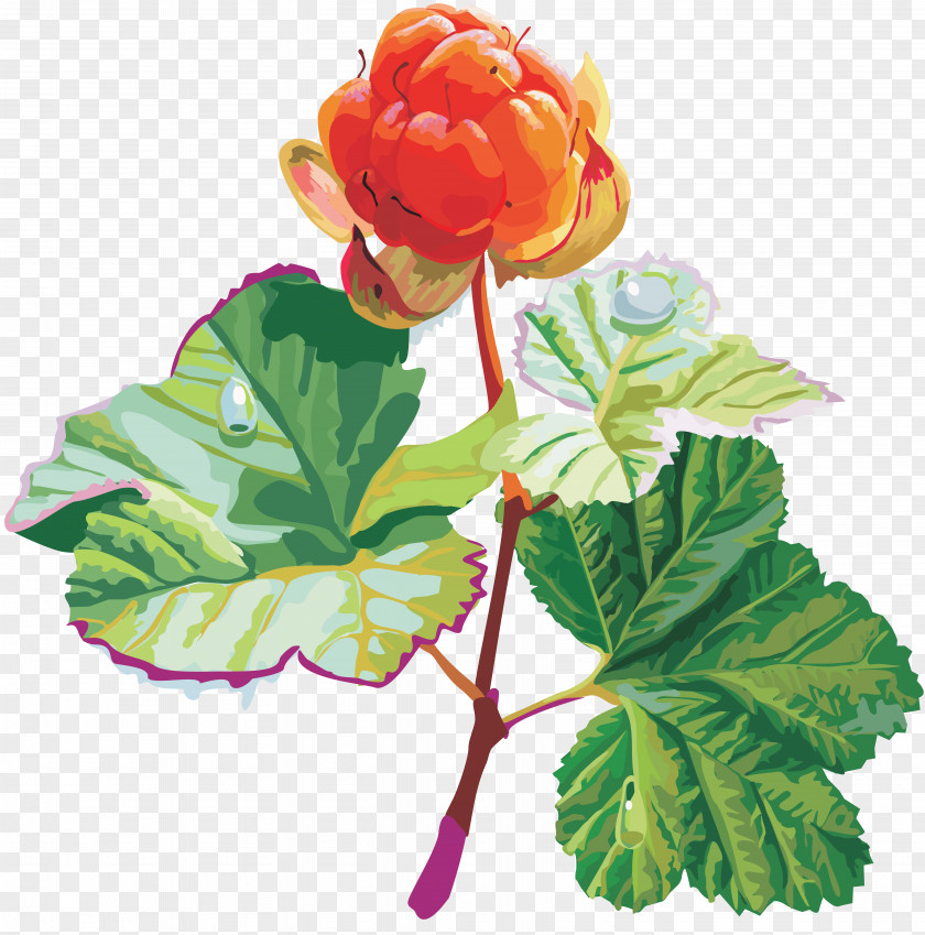Dates Cloudberry Fruit Raspberry PNG