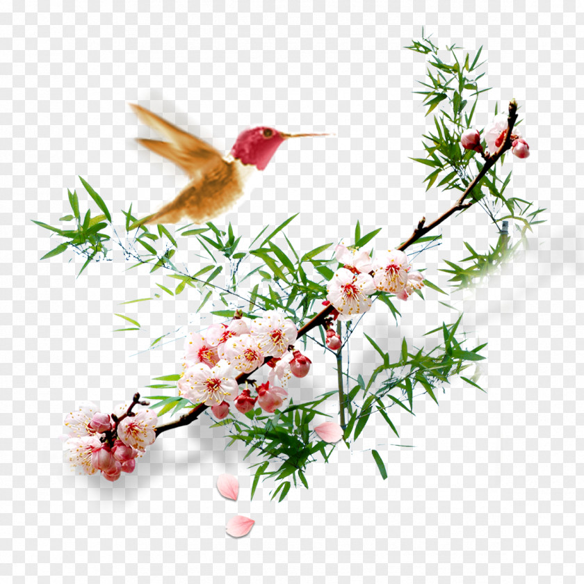Flowers Floral Design Apricot Plum Blossom Flower PNG