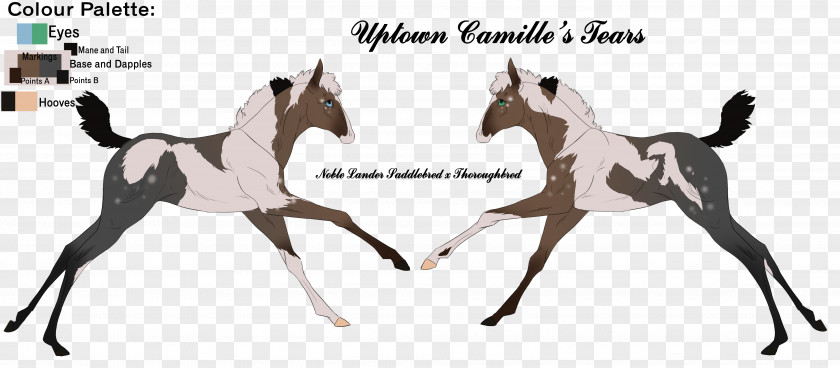 Hurricane Camille Mustang Foal Stallion Mare Colt PNG