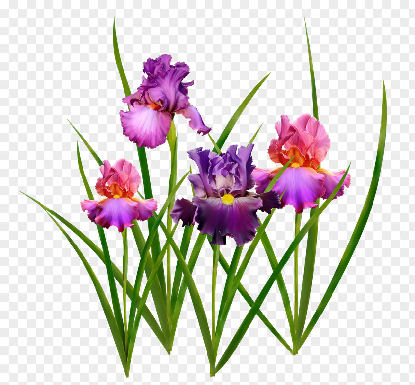 Irises Medina Battle Of Uhud Crocus Woman PNG