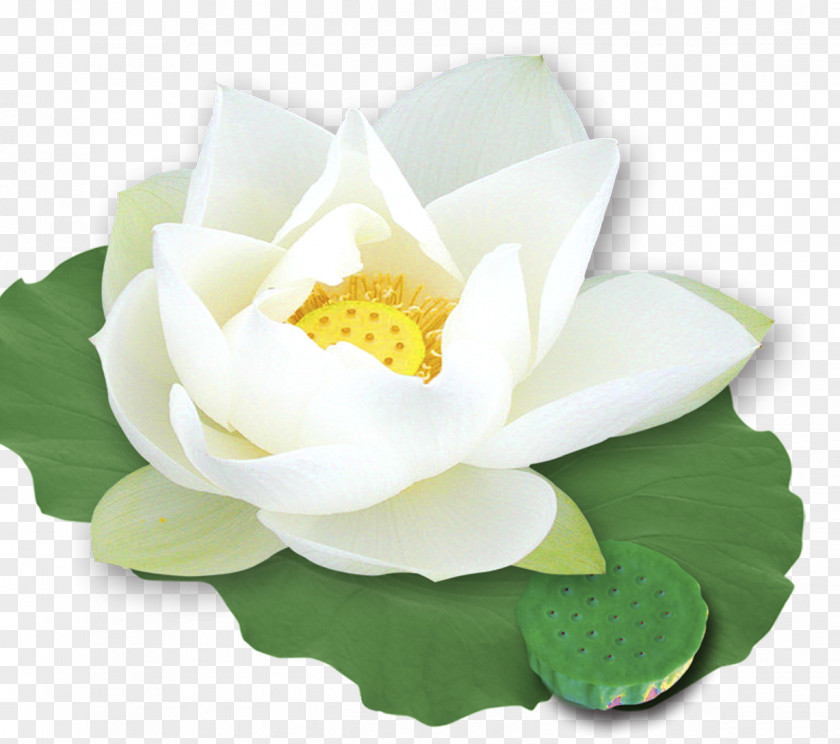 Lotus White Nelumbo Nucifera Template PNG