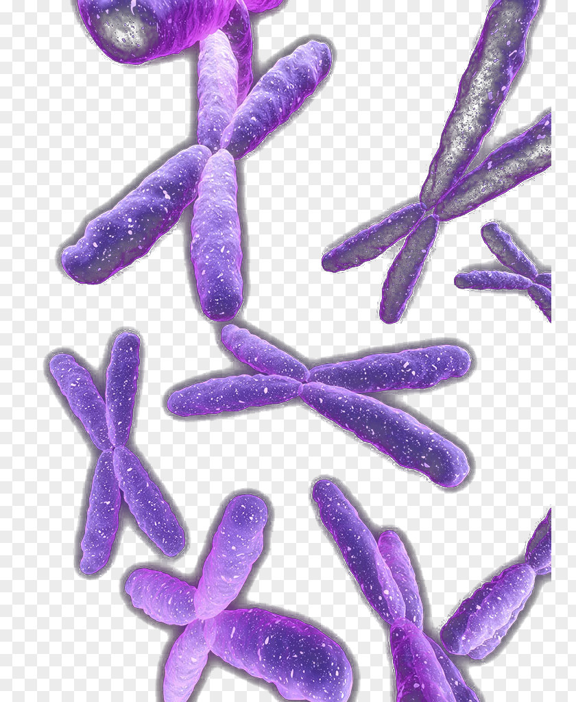 Messy Purple Chromosome Violet Organism PNG