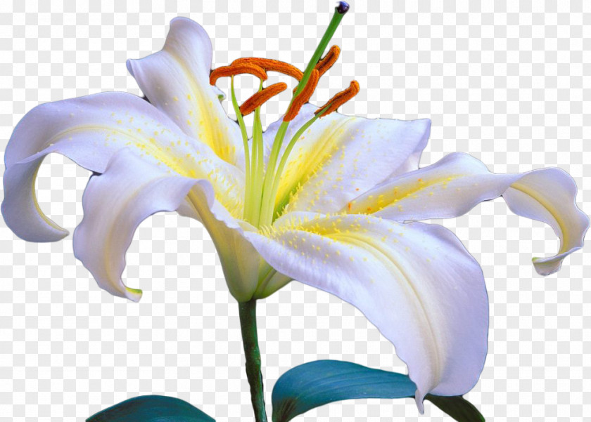 PaintShop Pro Lilium Polyphyllum Daylily Flower PNG