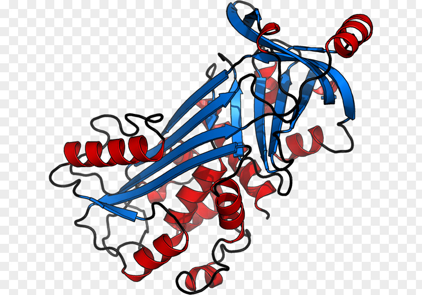 Research Cartoon Ovalbumin Protein Structure 単純タンパク質 PNG