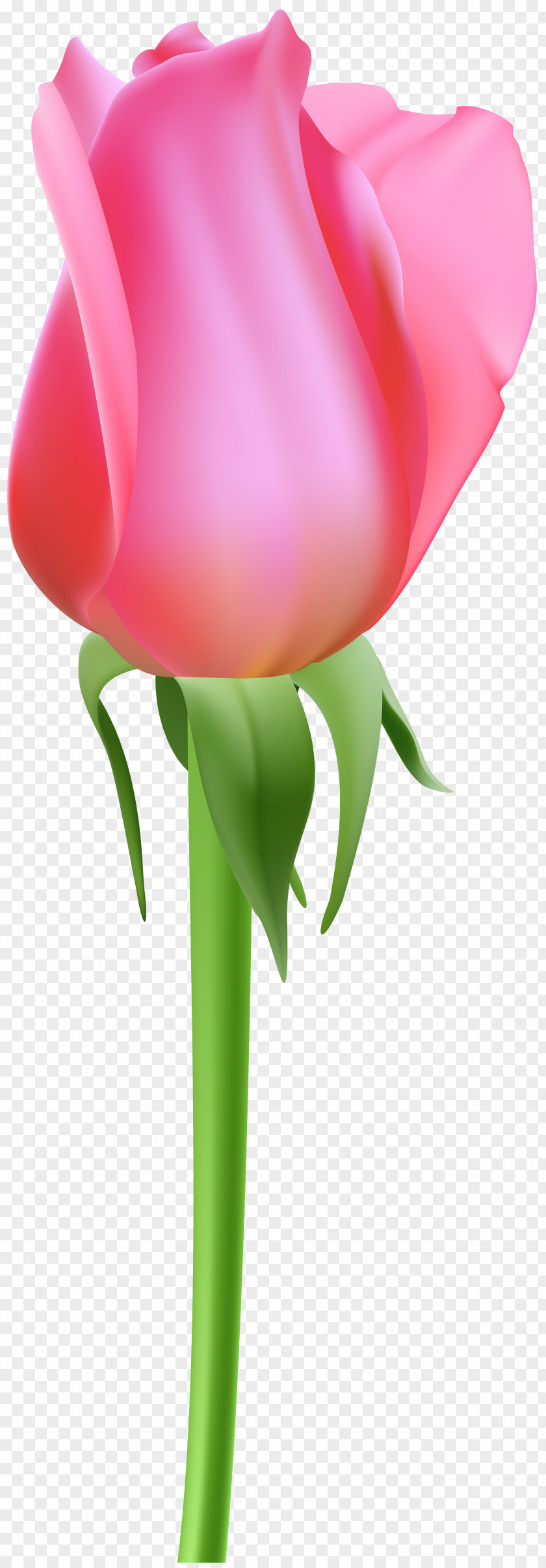 Rose Garden Roses Clip Art Image Graphics PNG