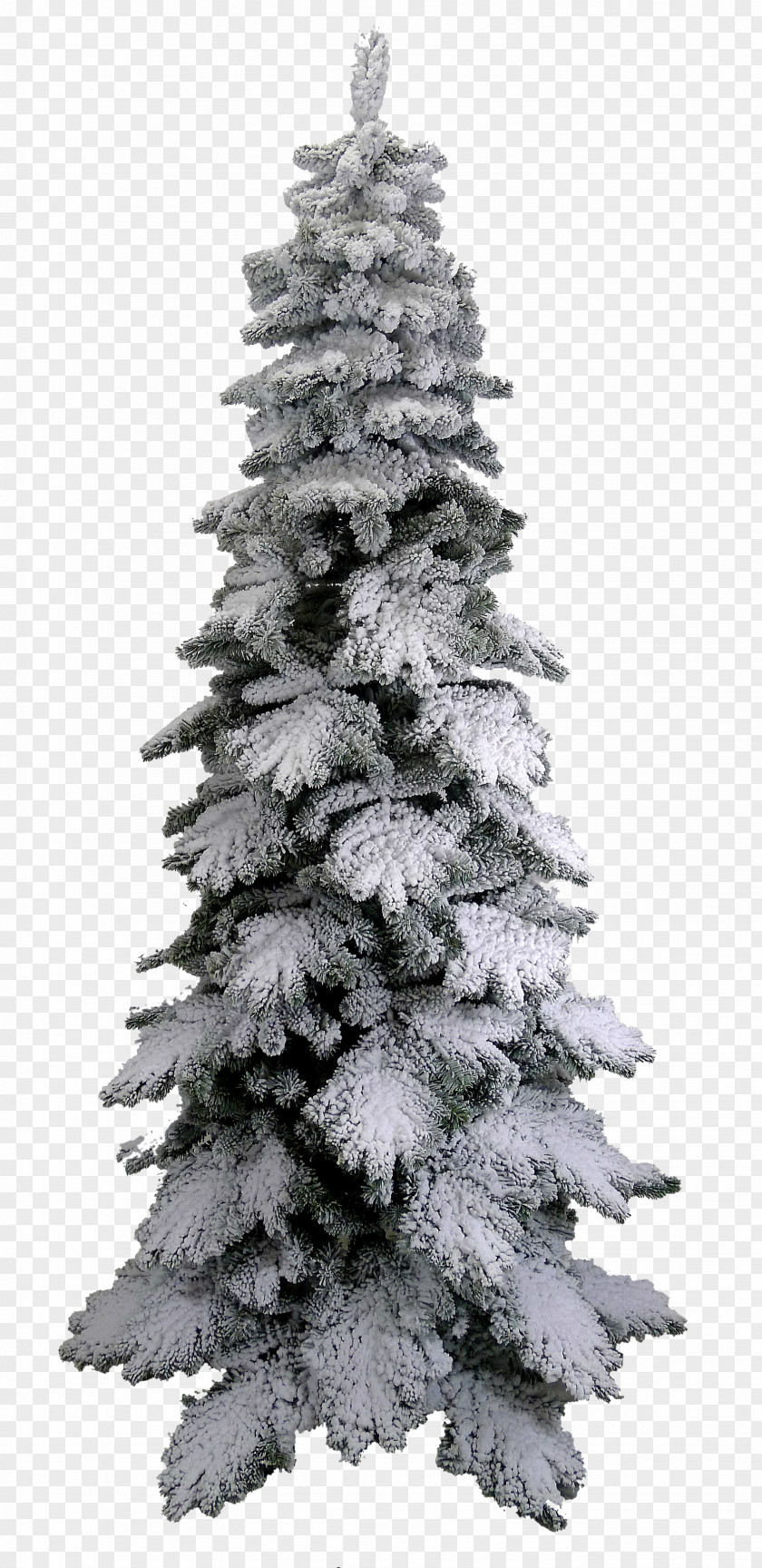 Snow Tree Spruce PNG