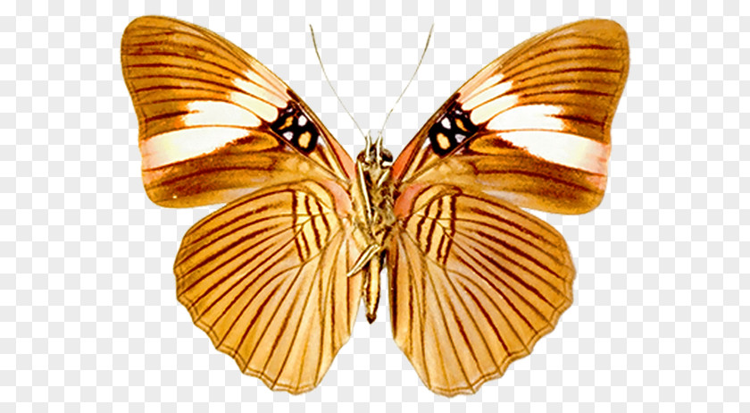 Buterflies Animaatio Download Clip Art PNG