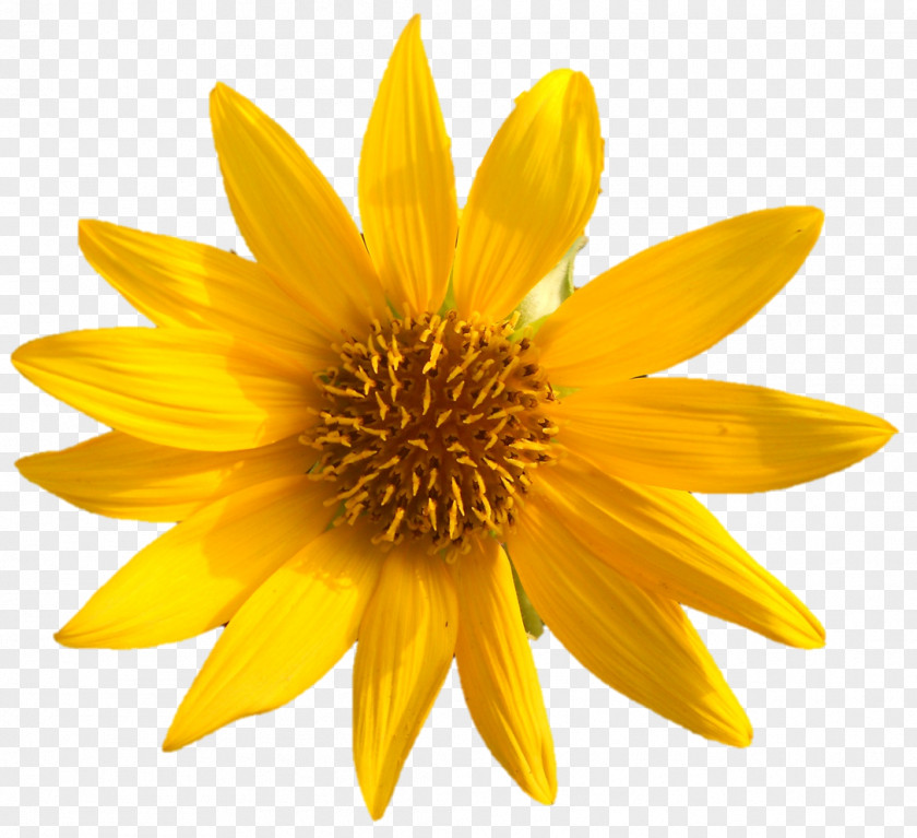 Flower Clip Art Common Sunflower Vector Graphics Daisy Family Desktop Wallpaper PNG
