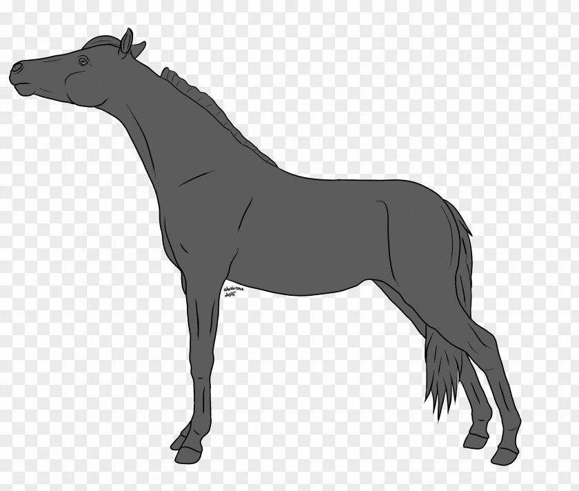 Horse Pony Stallion Foal Line Art PNG