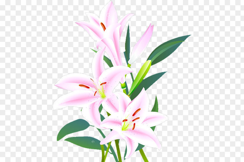 Lily Lilium Floral Design Cut Flowers Leaf PNG