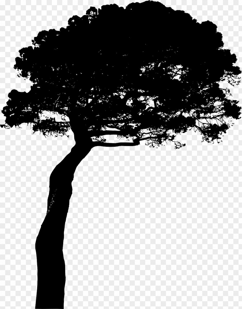 Walnut Stone Pine Clip Art PNG