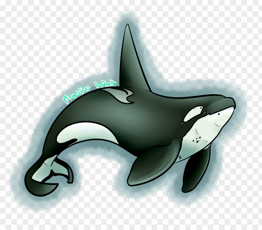 Dolphin Artist Killer Whale DeviantArt PNG