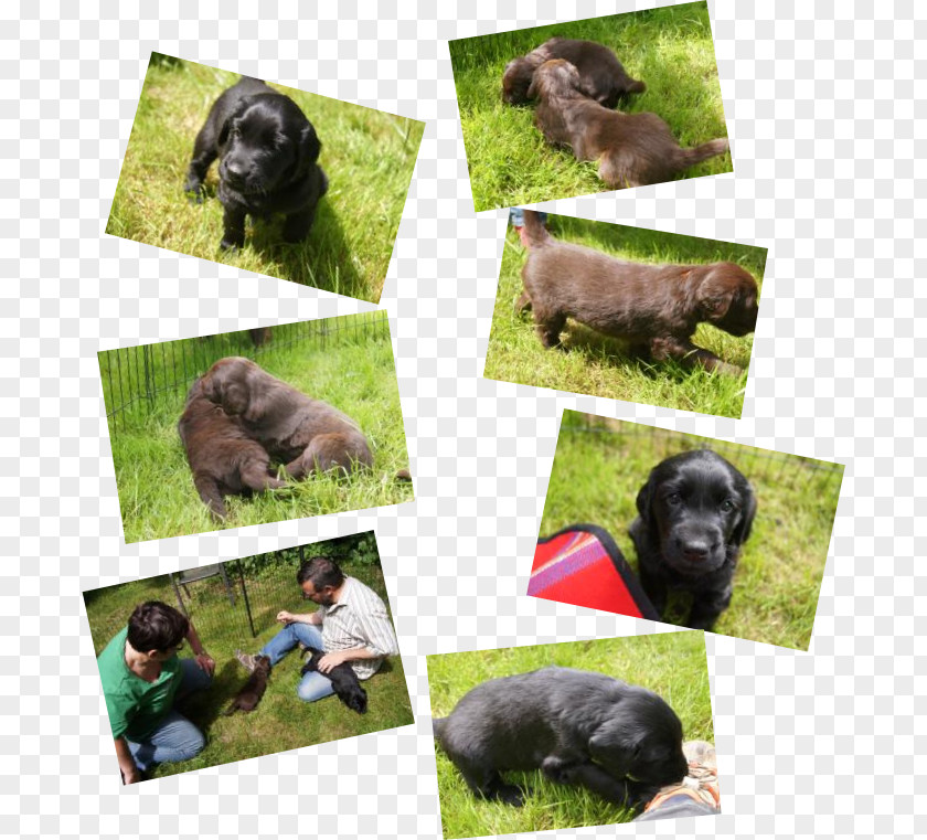 Flat Coat Retriever Dog Breed Puppy Obedience Training Sporting Group PNG