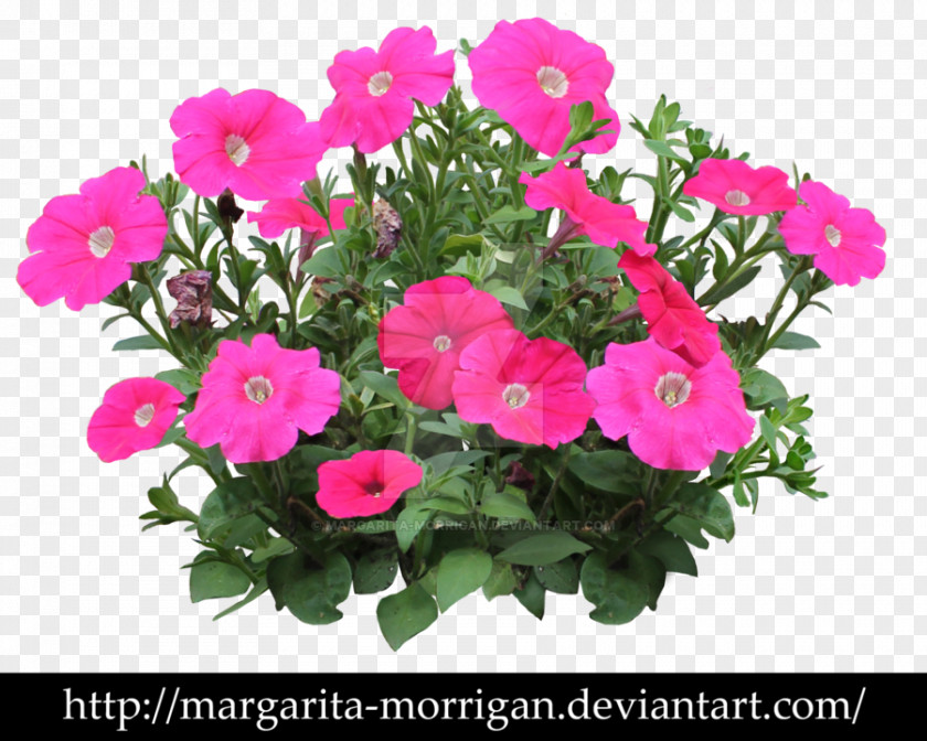 Flower Petunia Vervain Annual Plant Shrub PNG