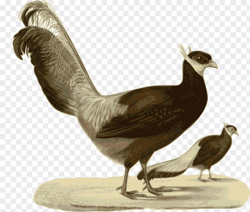 Livestock Fowl Chicken Cartoon PNG
