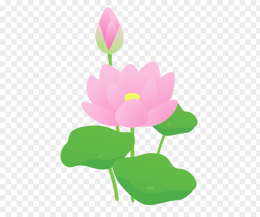 Lotus Lantern Nelumbo Nucifera Flower Petal Plant Stem PNG