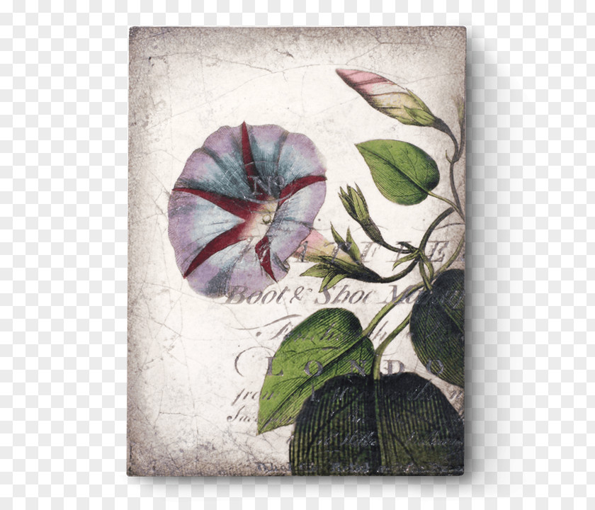 Morning Glory Sid Dickens Inc Tile Work Of Art Wall PNG