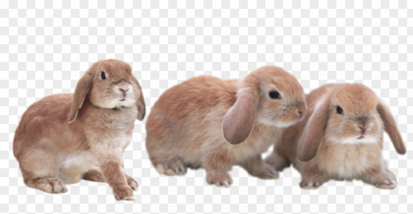 Rabbit Domestic Hare Transparent Bunnies Fur PNG