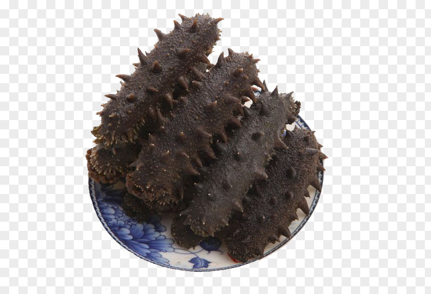 Sea Cucumber As Food Sashimi Extract PNG