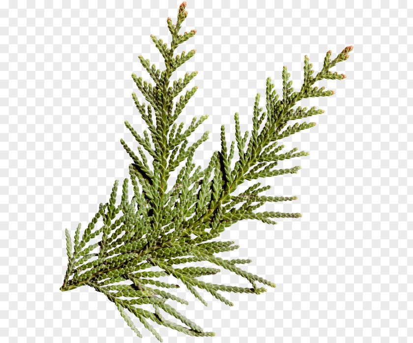 Tree Conifers Pine Spruce Fir PNG