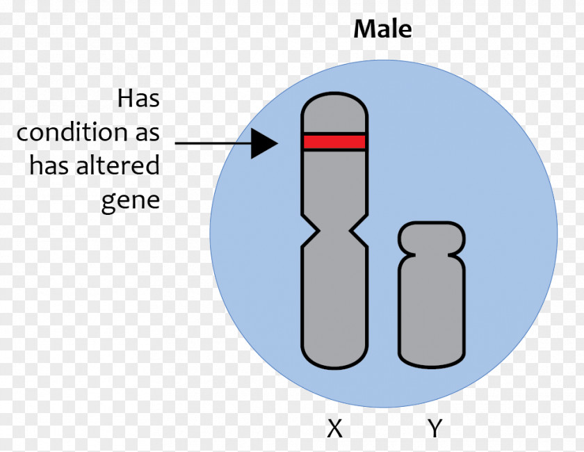X-linked Traits Recessive Inheritance Sex Linkage Gene Chromosome PNG