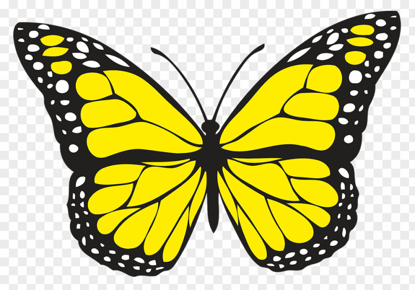 Yello Butterfly Insect Clip Art PNG