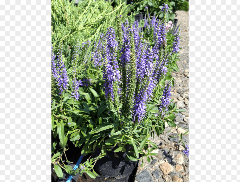 Veronica English Lavender French Common Sage Tarwi Hyssop PNG