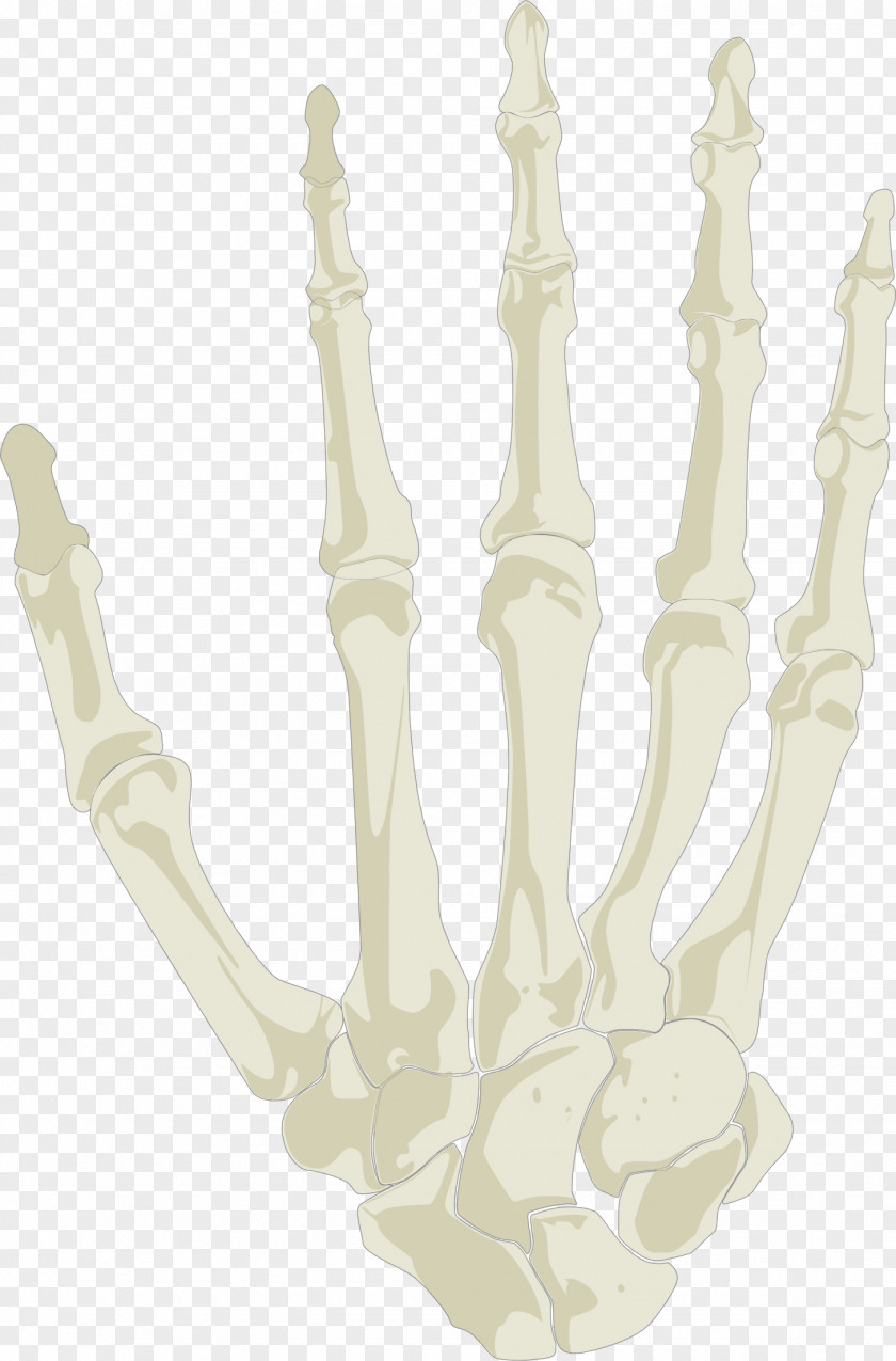 Hand Human Skeleton Skull PNG